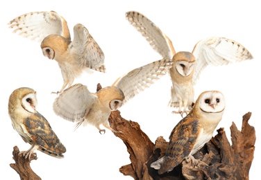 Collage with photos of beautiful barn owl on white background