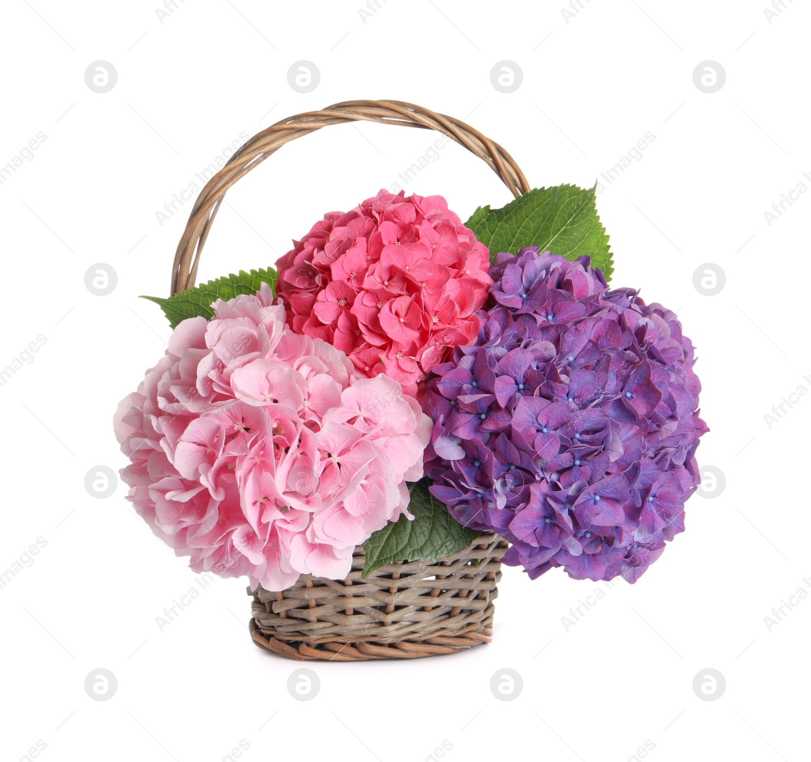 Photo of Bouquet with beautiful hortensia flowers in wicker basket isolated on white