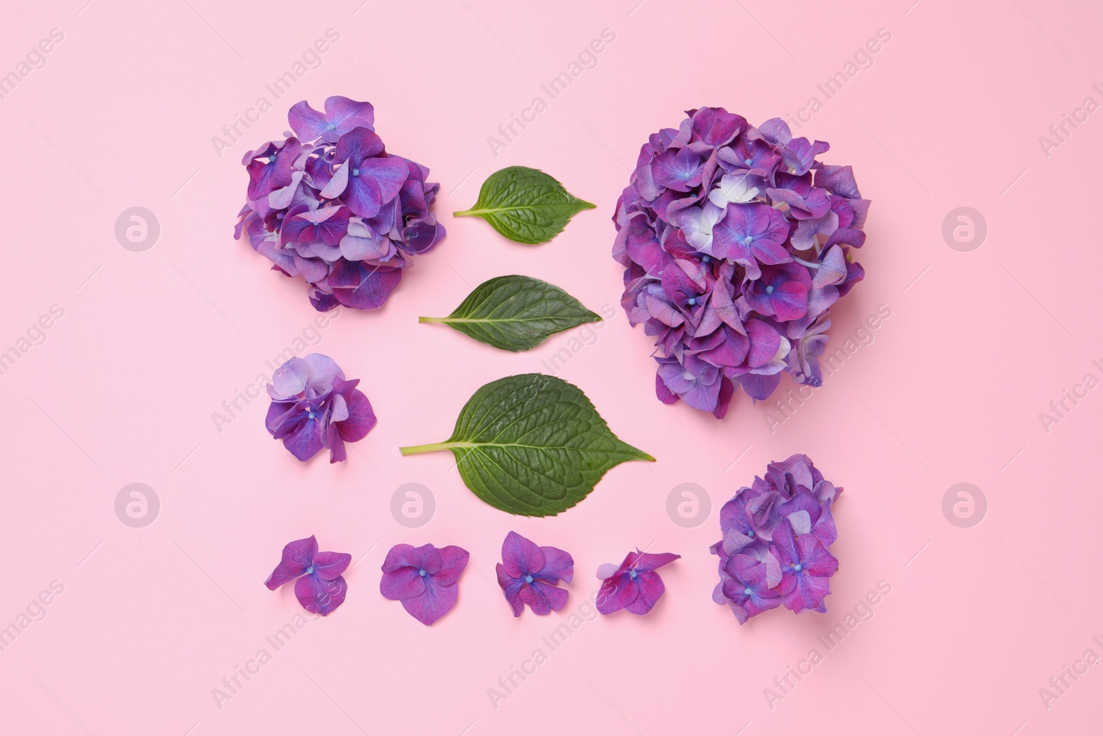 Photo of Beautiful hortensia flowers and green leaves on pink background, flat lay