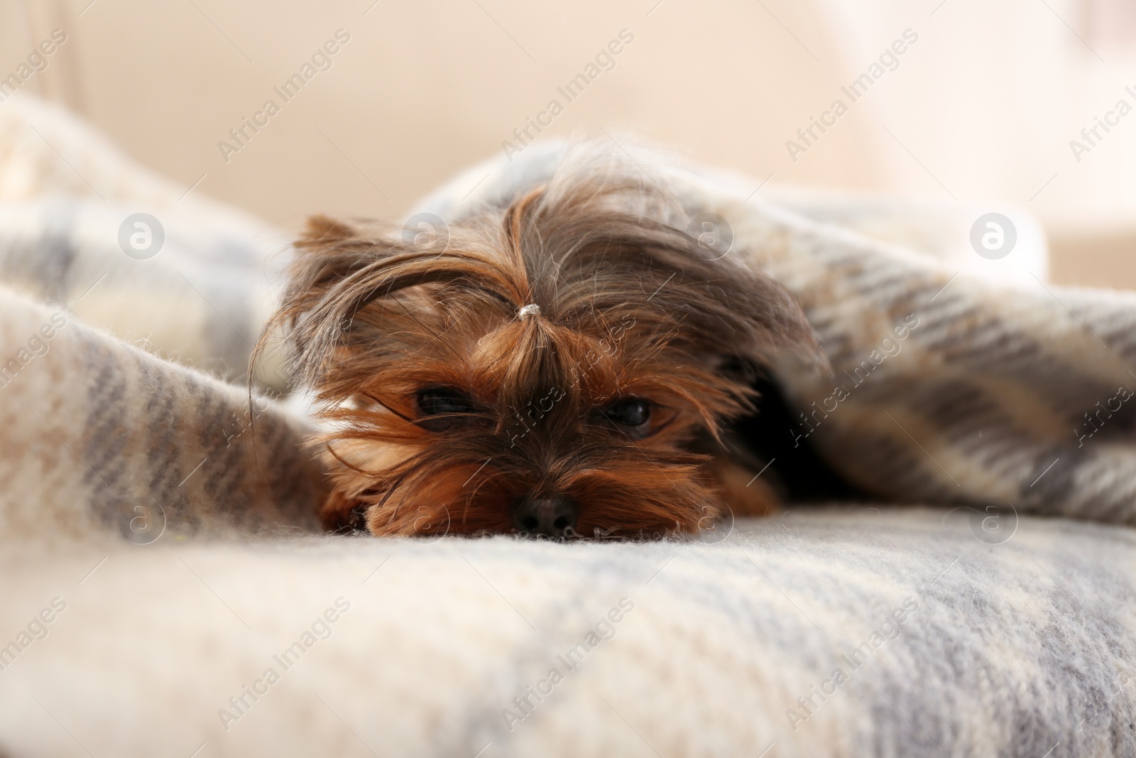 Photo of Cute Yorkshire terrier dog covered with plaid on sofa