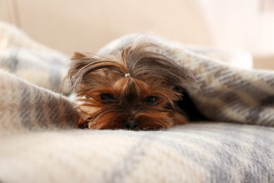 Cute Yorkshire terrier dog covered with plaid on sofa