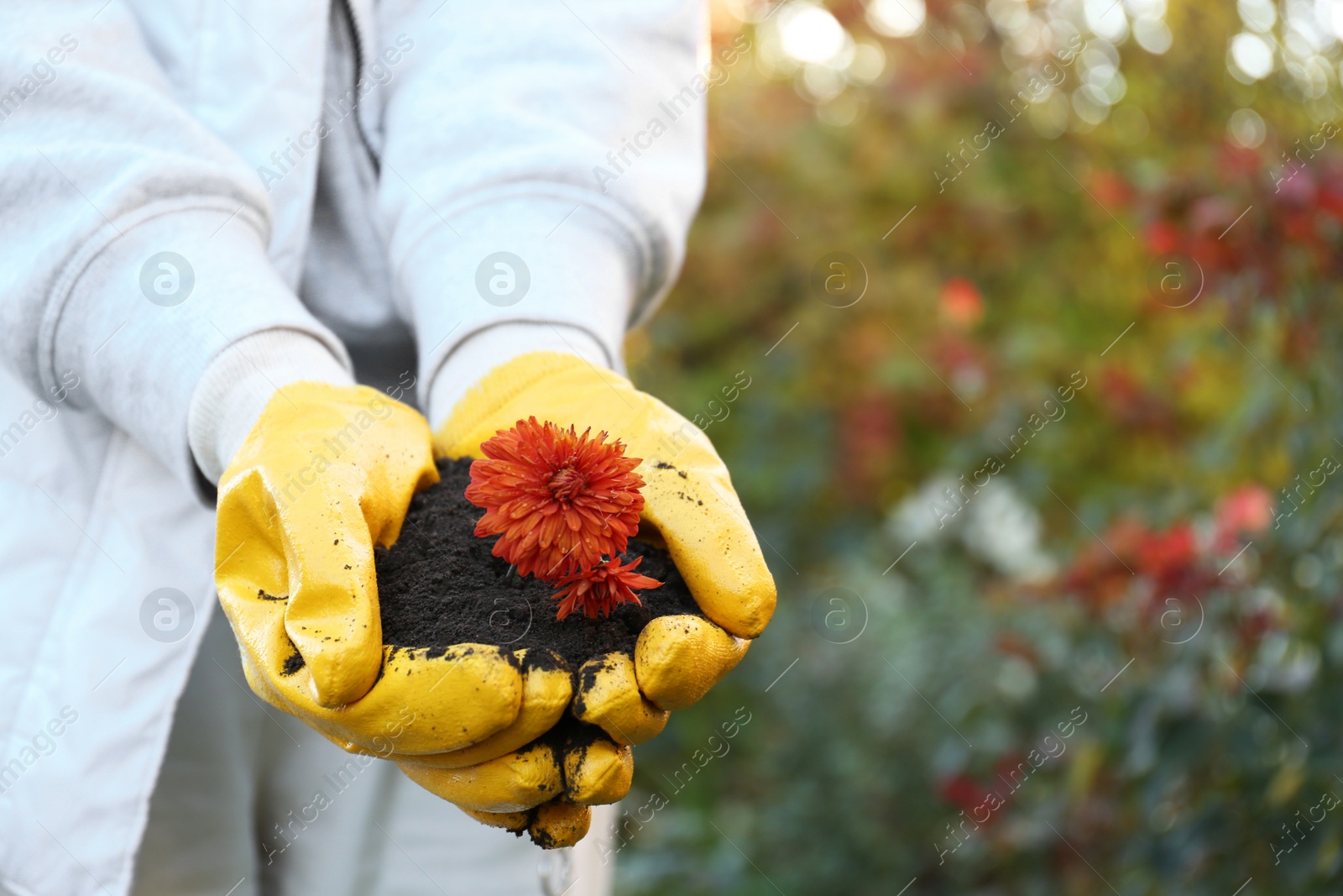 Photo of Woman in gardening gloves holding pile of soil with flowers outdoors, closeup. Space for text