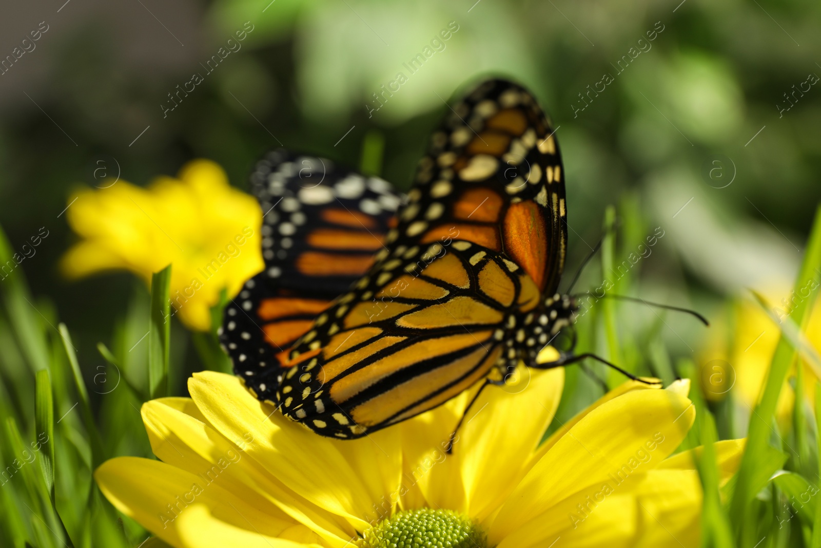 Photo of Beautiful monarch butterfly on flower in garden