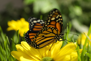 Photo of Beautiful monarch butterfly on flower in garden