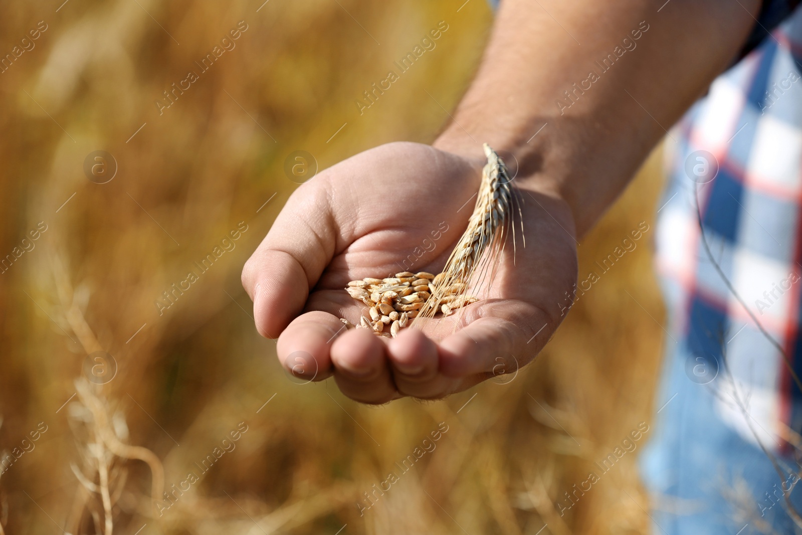 Photo of Farmer with wheat grains in field, closeup. Cereal farming