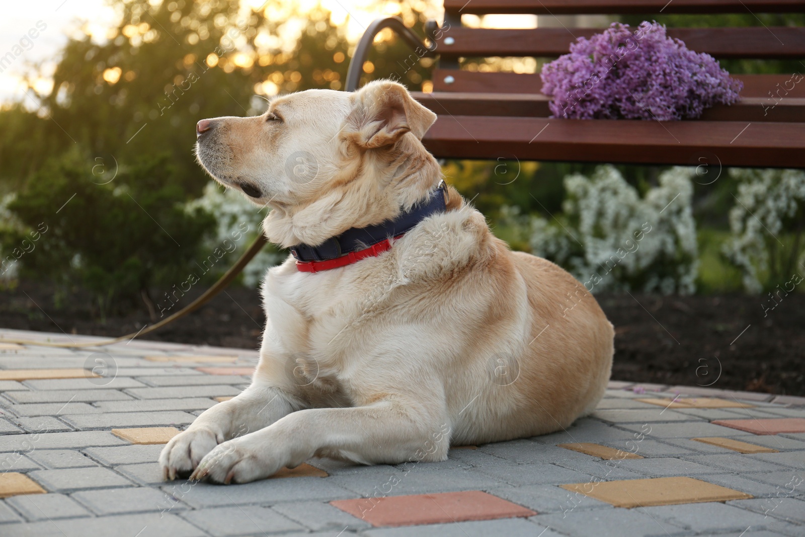 Photo of Cute dog near bench with lilac in park