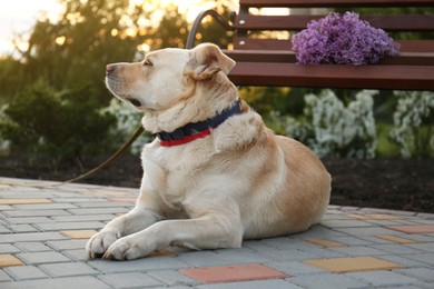 Cute dog near bench with lilac in park