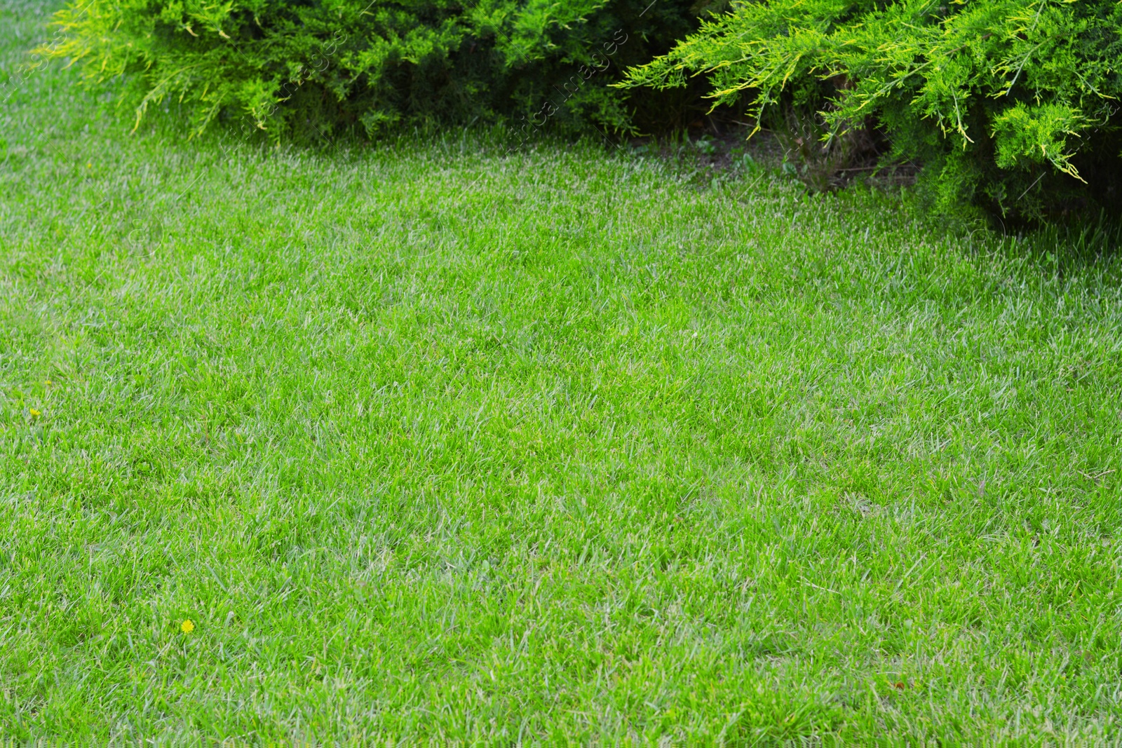 Photo of Green lawn with fresh grass and coniferous trees outdoors on spring day