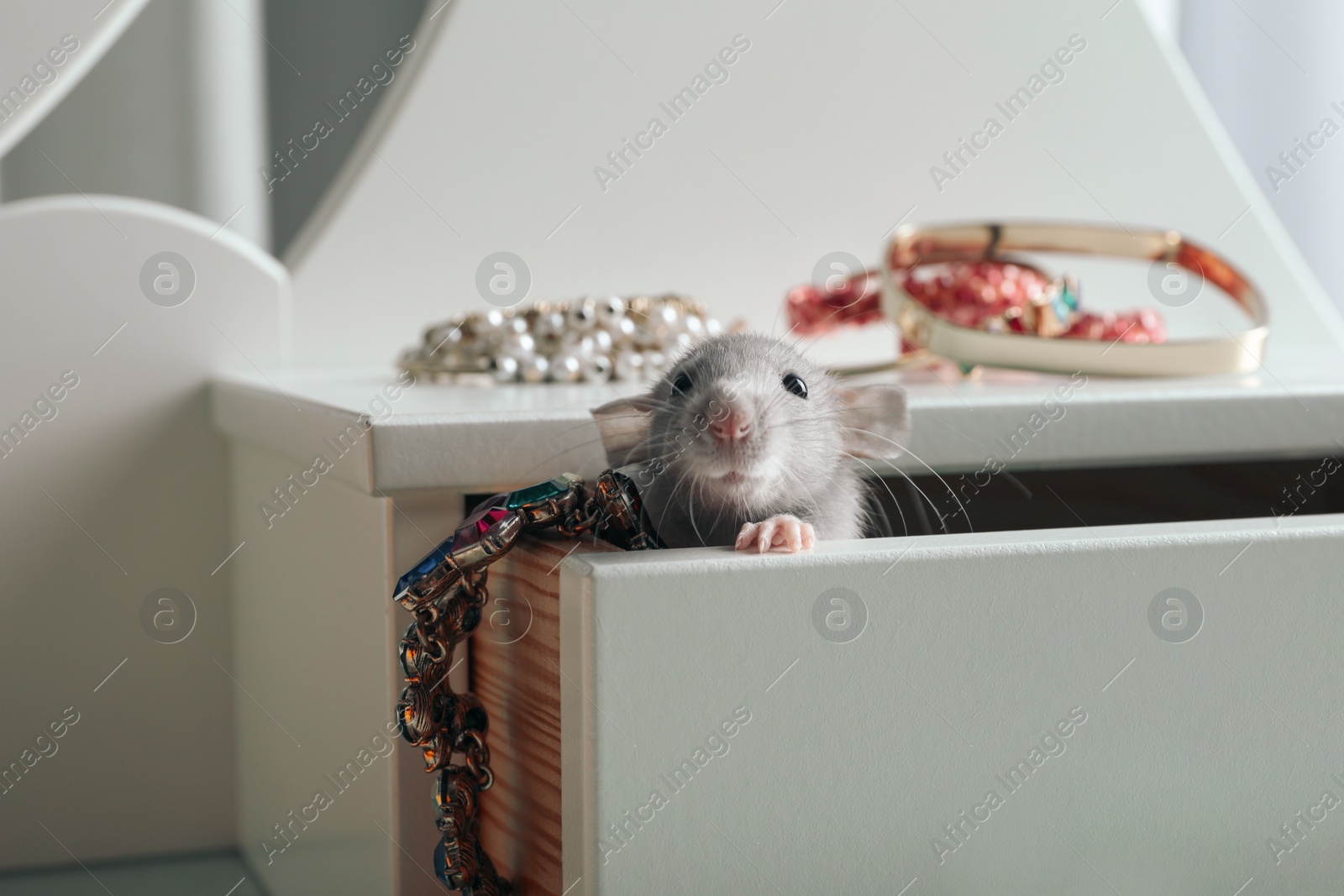 Photo of Cute small rat with jewelry in chest of drawers