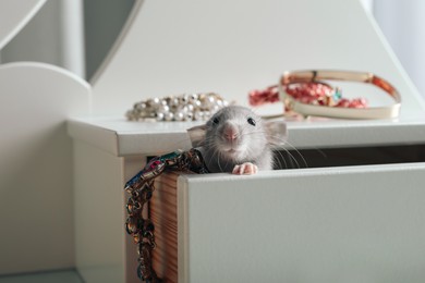 Cute small rat with jewelry in chest of drawers