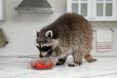 Photo of Cute raccoon washing strawberries in bowl on kitchen table