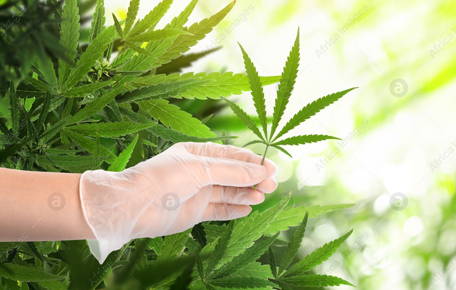 Image of Doctor holding fresh hemp leaf in field, closeup