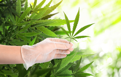 Image of Doctor holding fresh hemp leaf in field, closeup