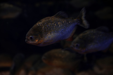 Photo of Shiny piranha fish swimming in dark aquarium