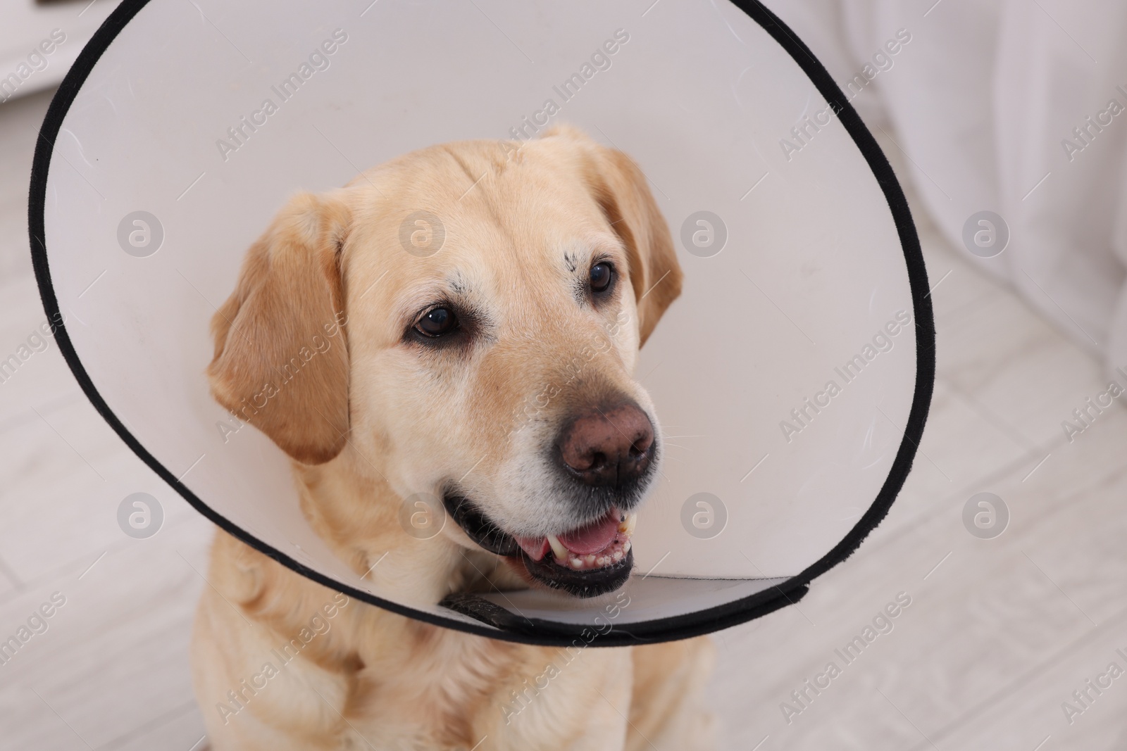 Photo of Cute Labrador Retriever with protective cone collar indoors