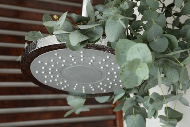 Photo of Branches with green eucalyptus leaves in shower