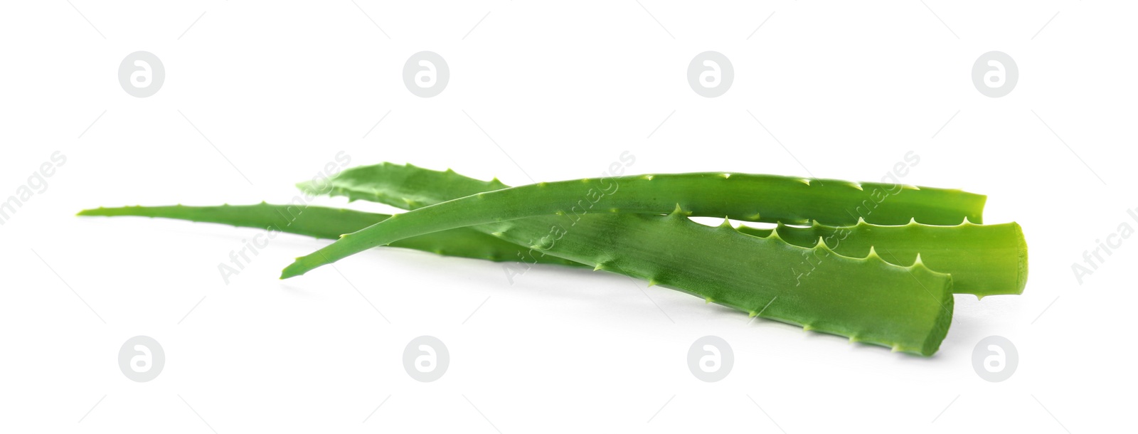 Photo of Aloe vera leaves on white background