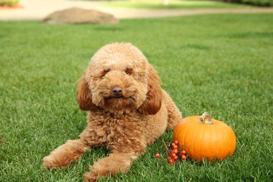 Cute fluffy dog, pumpkin and red berries on green grass outdoors