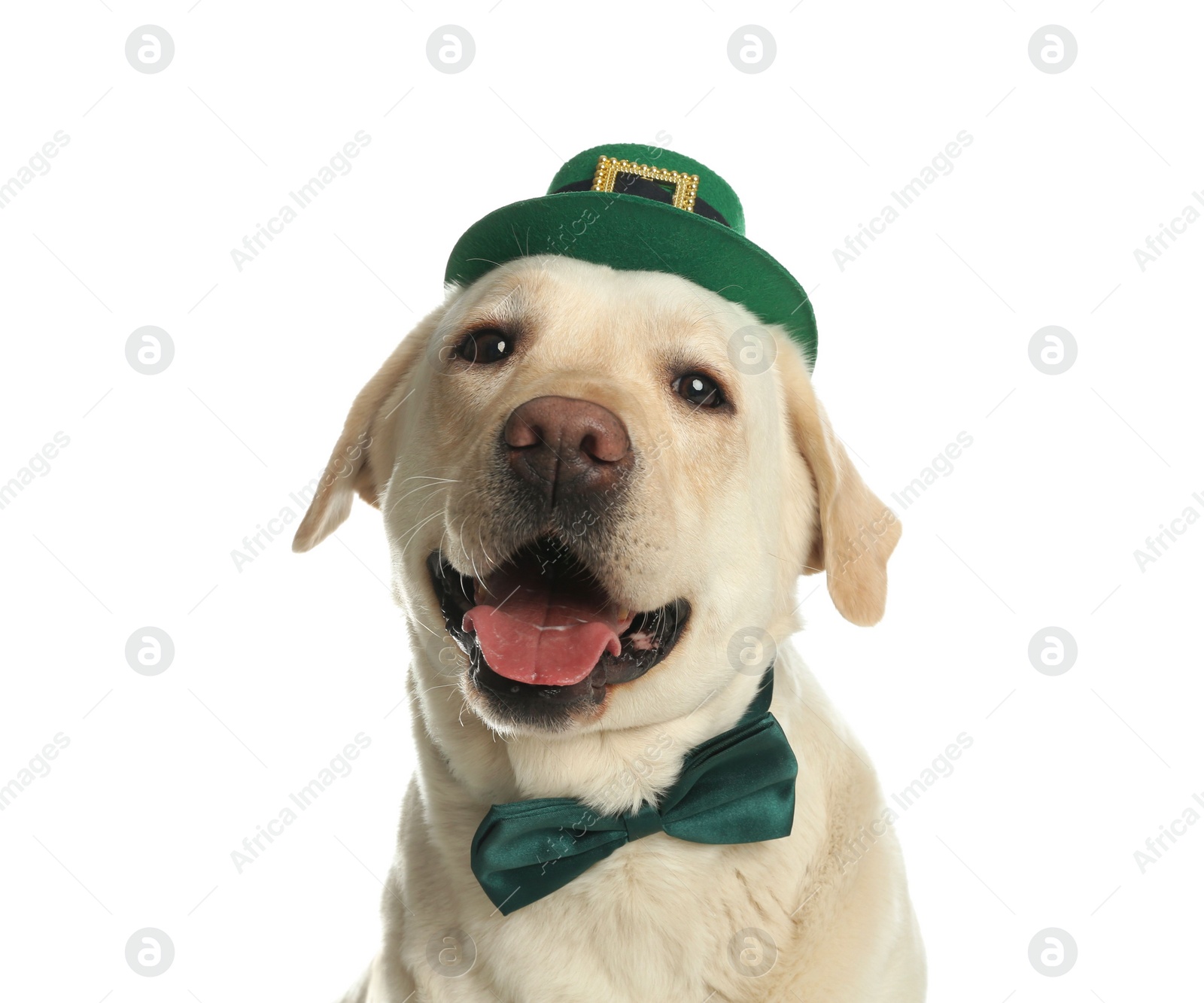 Photo of Labrador retriever with leprechaun hat and bow tie on white background. St. Patrick's day