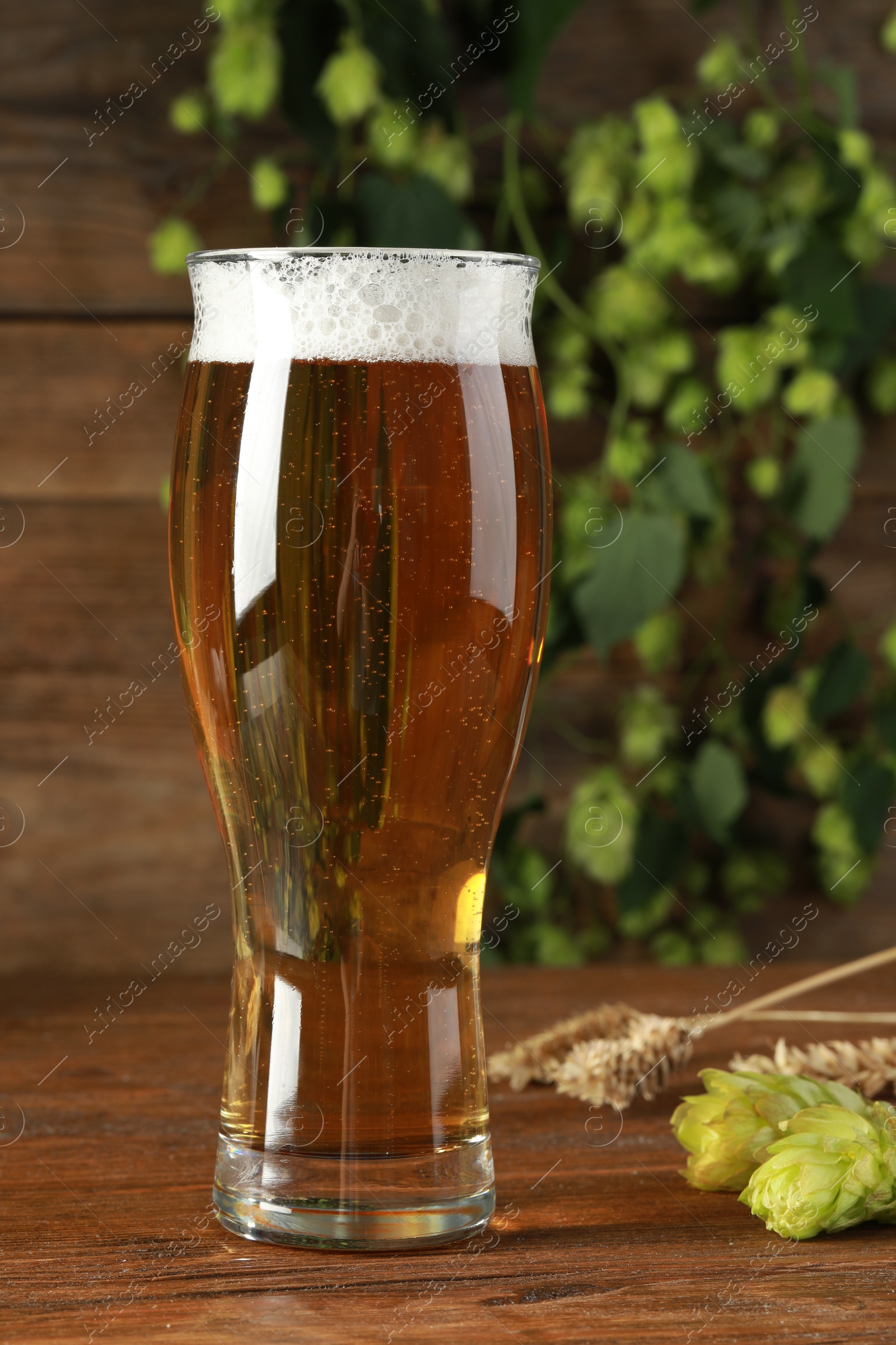 Photo of Glass of beer, fresh green hops and spikes on wooden table