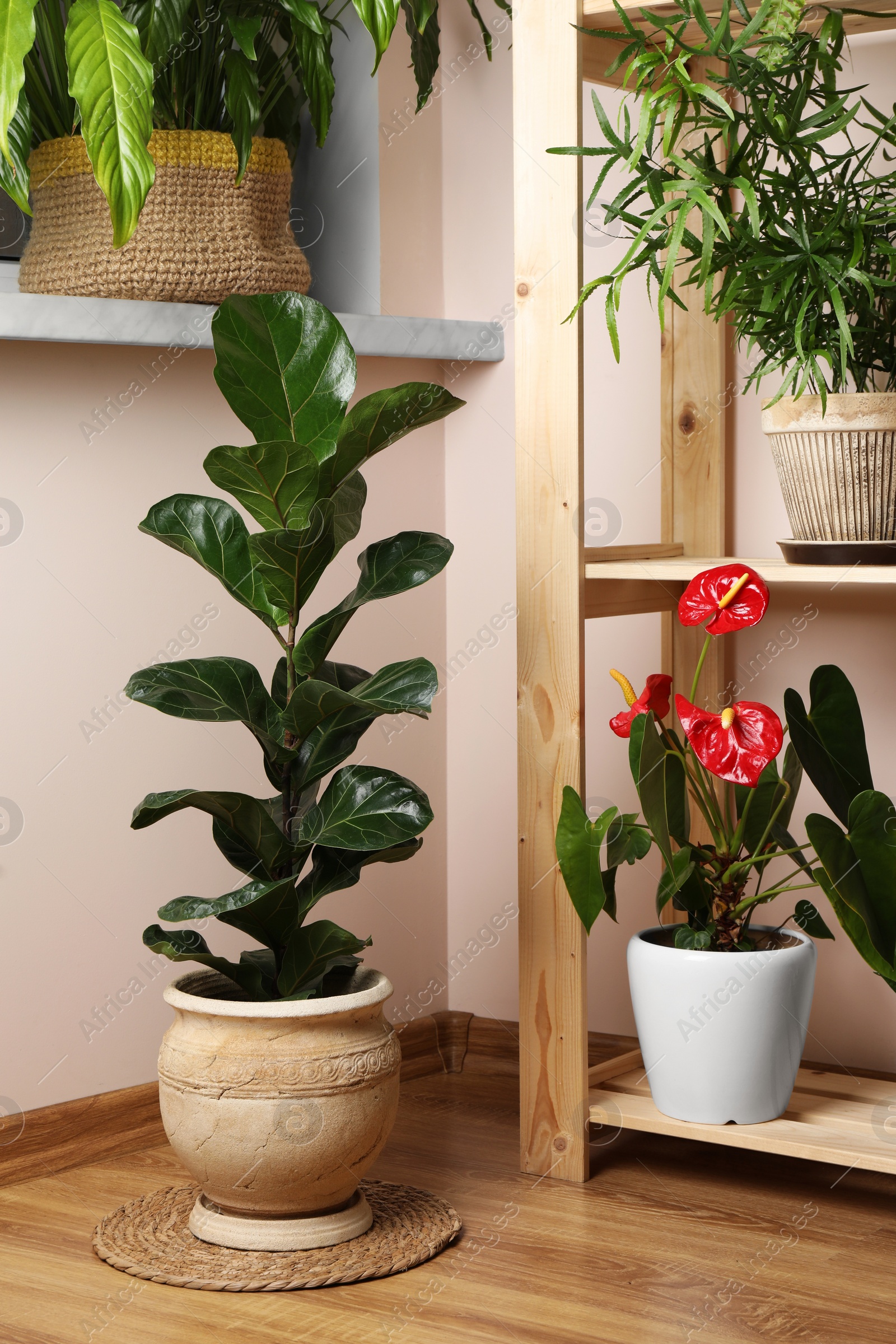 Photo of Beautiful houseplants in pots indoors. House decor