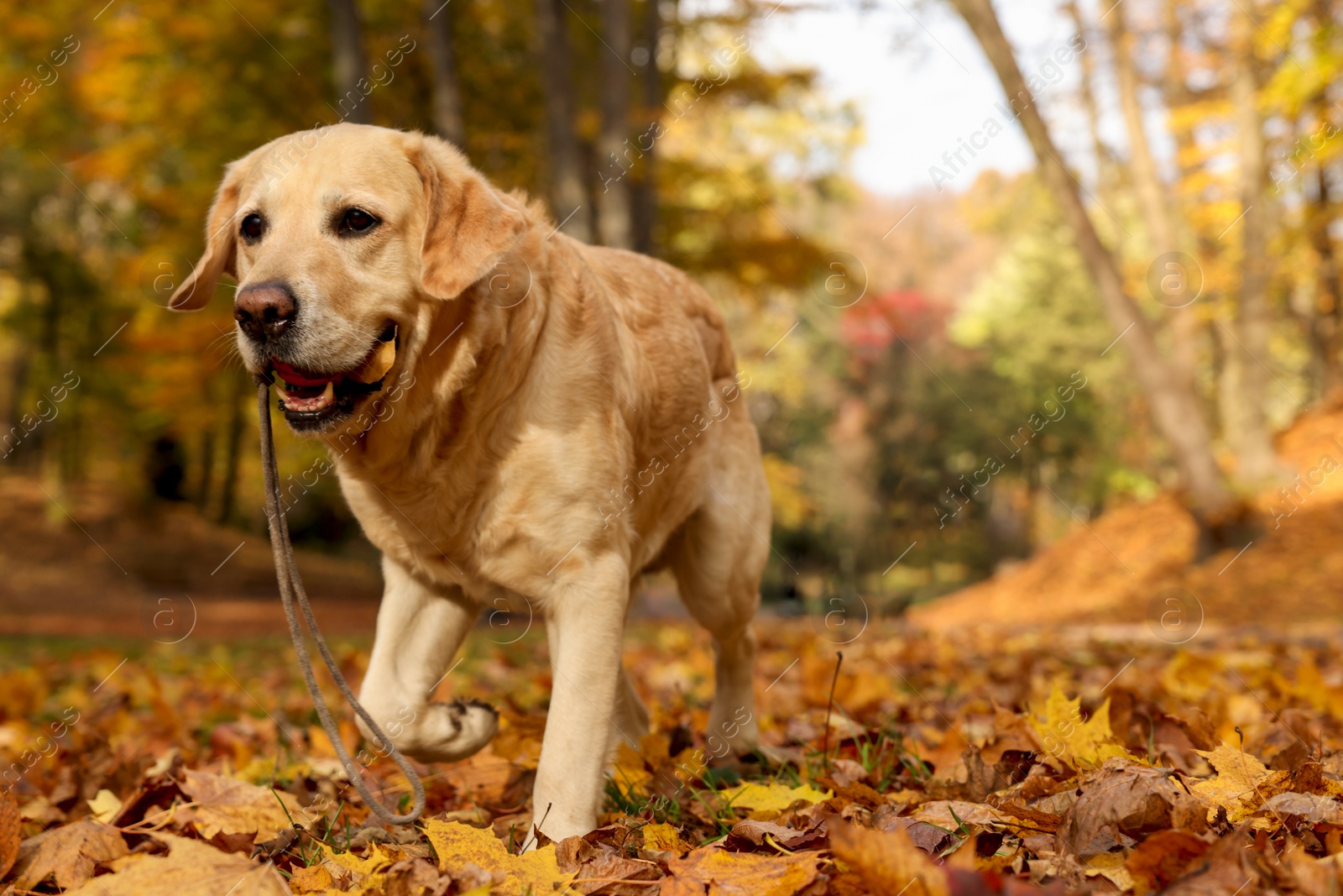 Photo of Cute Labrador Retriever dog with toy ball in sunny autumn park. Space for text