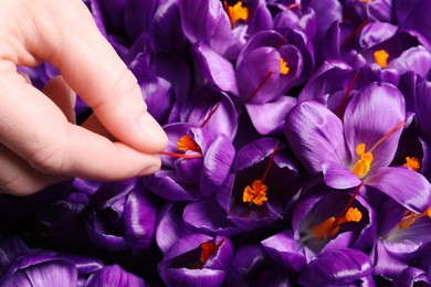Photo of Woman with beautiful Saffron crocus flowers, above view
