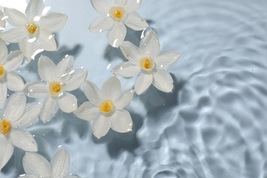 Beautiful daffodils in water on light blue background, top view. Space for text