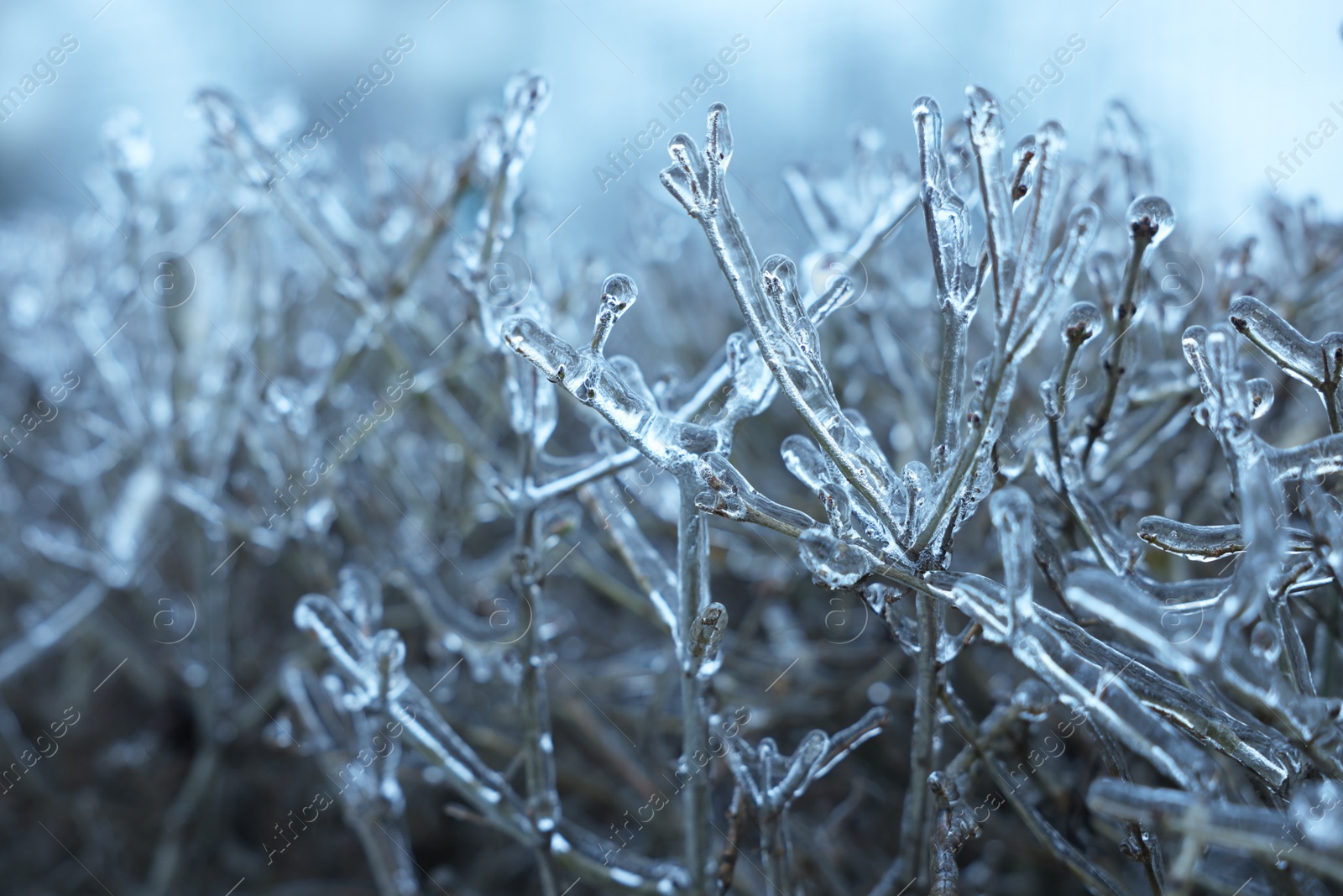 Photo of Plants in ice glaze outdoors on winter day, closeup. Space for text