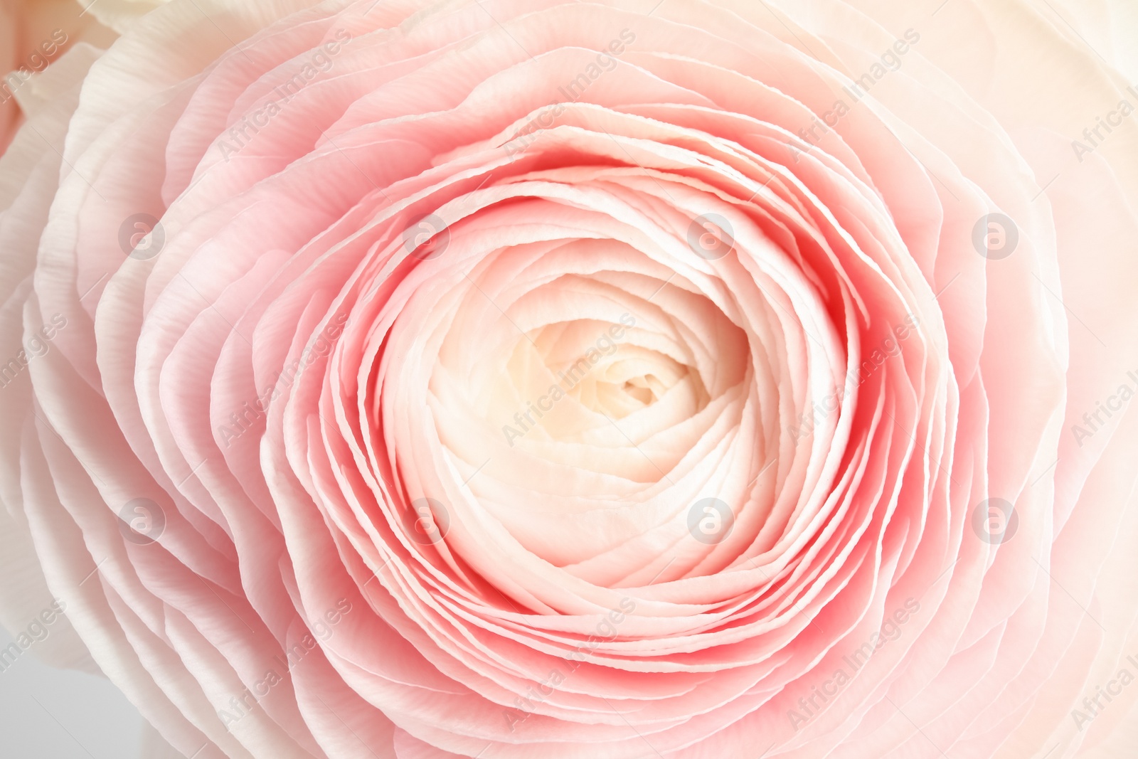 Photo of Beautiful ranunculus flower as background, macro view