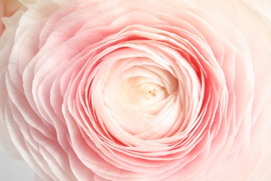 Photo of Beautiful ranunculus flower as background, macro view