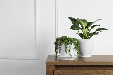 Photo of Beautiful green potted houseplants on wooden table indoors, space for text