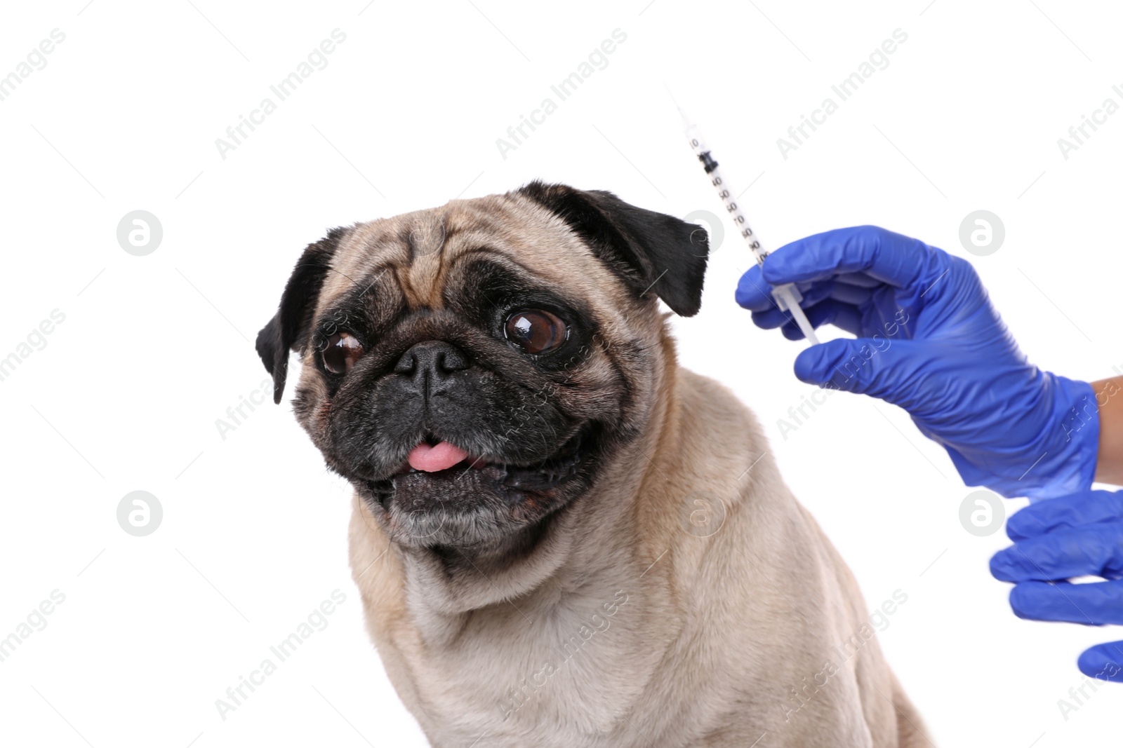 Photo of Professional veterinarian holding syringe with vaccine near pug dog on white background, closeup