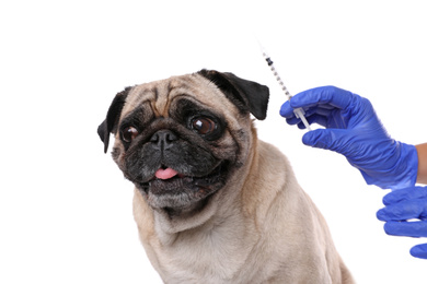 Photo of Professional veterinarian holding syringe with vaccine near pug dog on white background, closeup