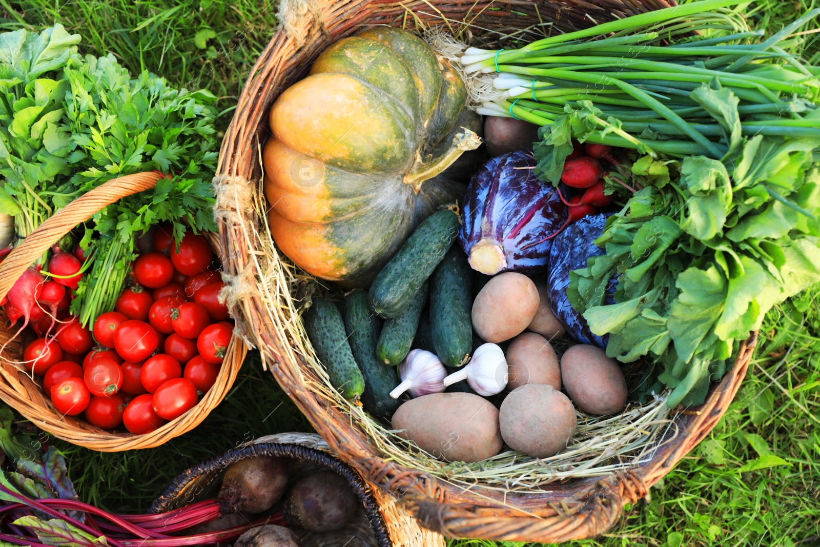 Photo of Different fresh ripe vegetables on green grass, flat lay