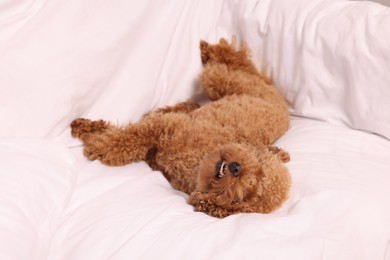 Photo of Cute Maltipoo dog resting on soft bed
