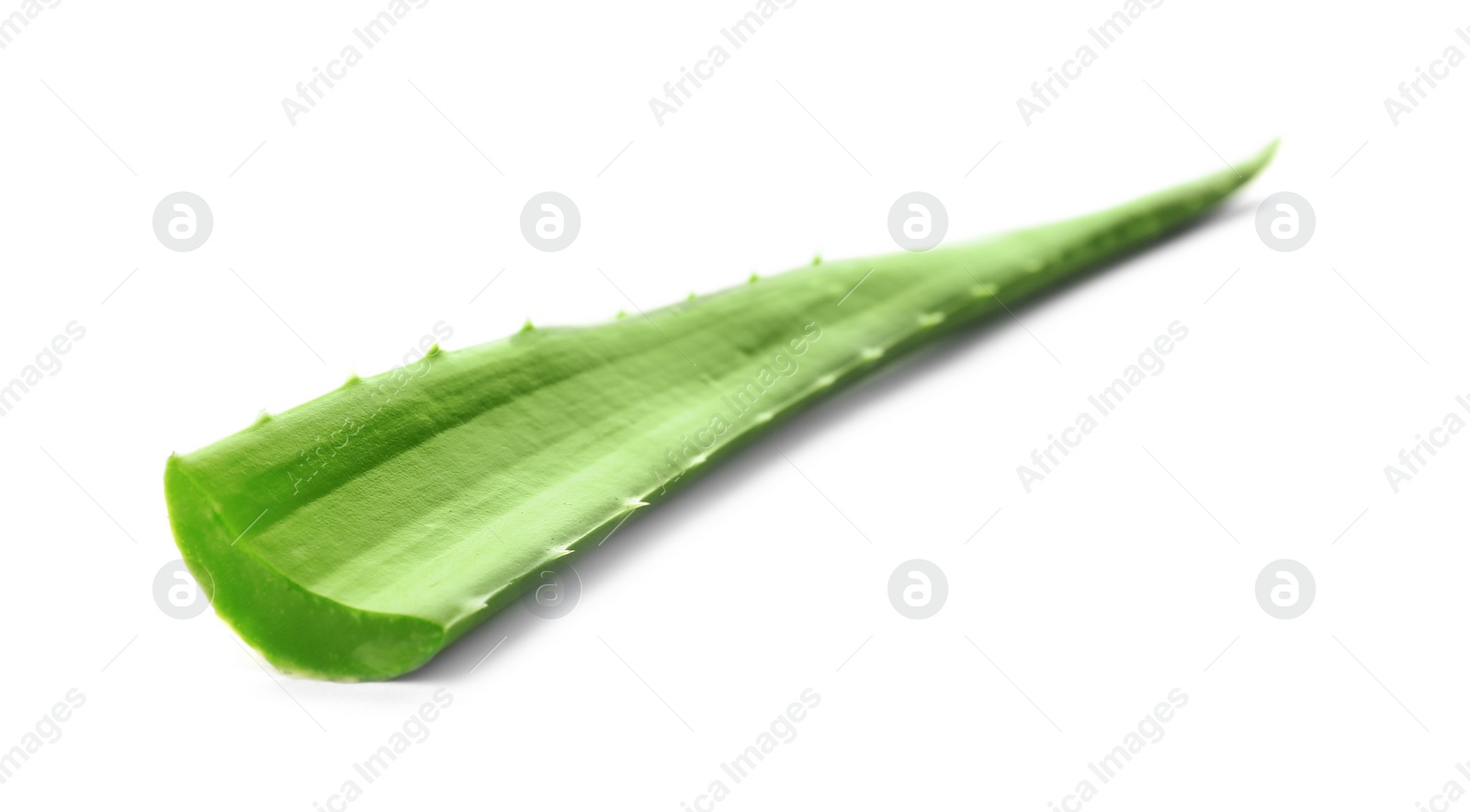 Photo of Aloe vera leaf on white background