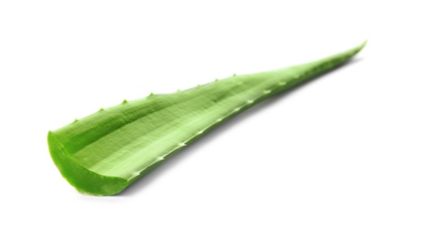 Photo of Aloe vera leaf on white background