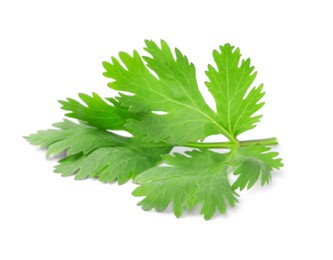 Aromatic fresh green cilantro isolated on white