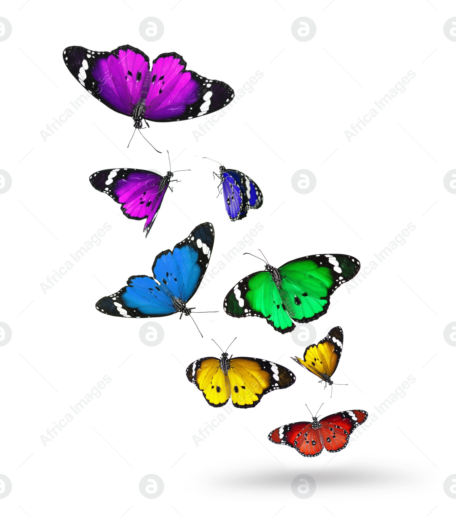 Image of Many beautiful colorful butterflies flying on white background