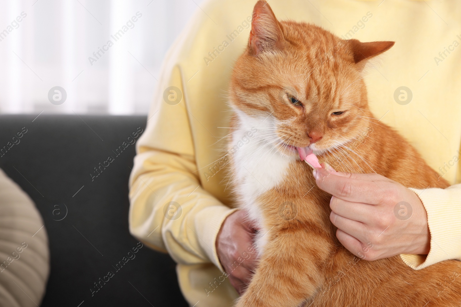 Photo of Woman giving vitamin pill to cute ginger cat on couch indoors, closeup