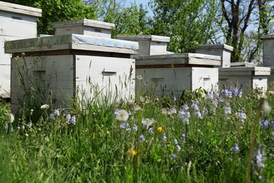 Photo of Many white bee hives at apiary on spring day
