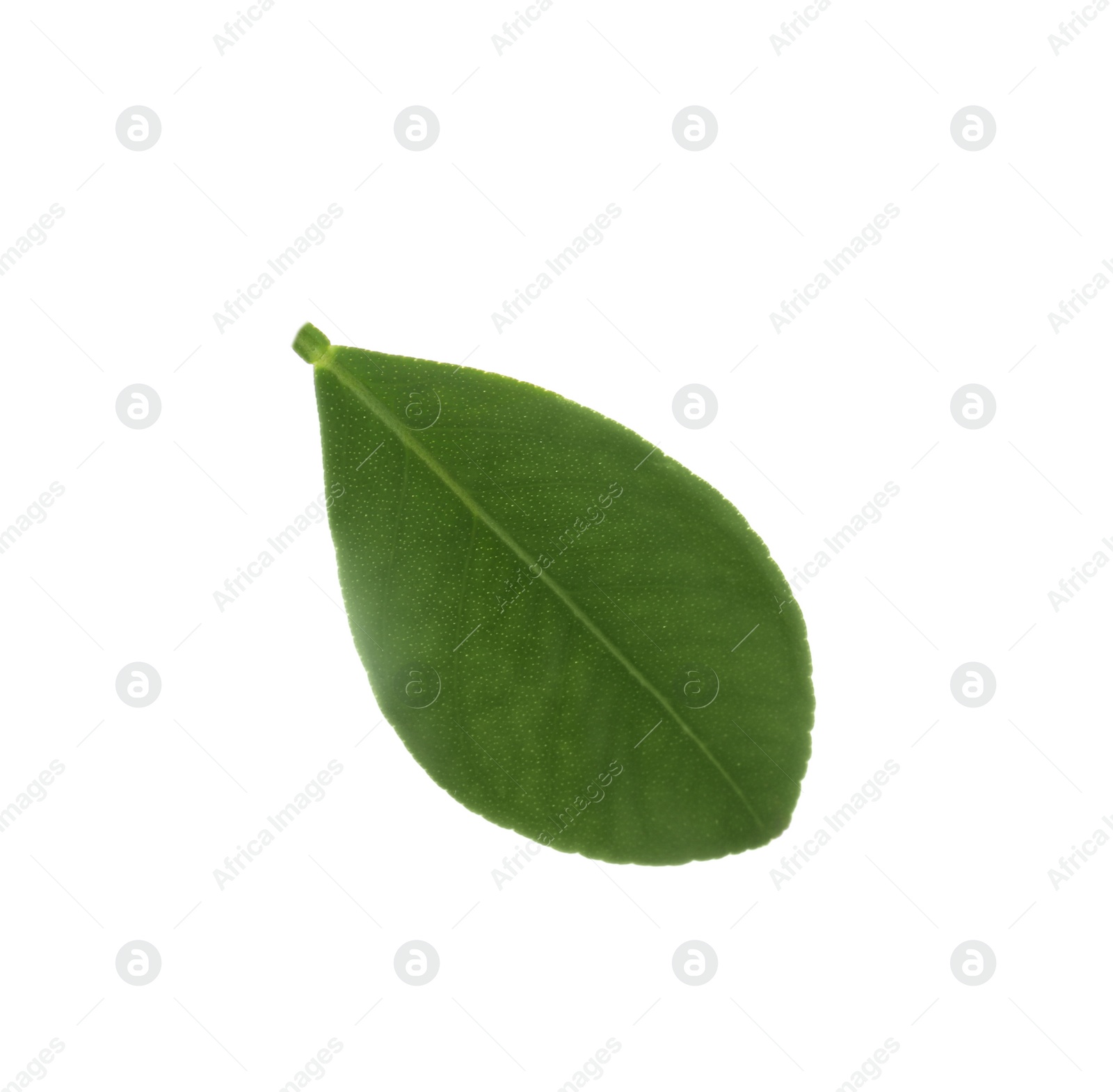 Photo of Fresh green orange leaf isolated on white