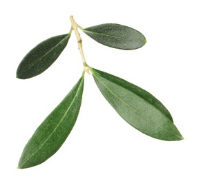 Fresh green olive leaves on white background