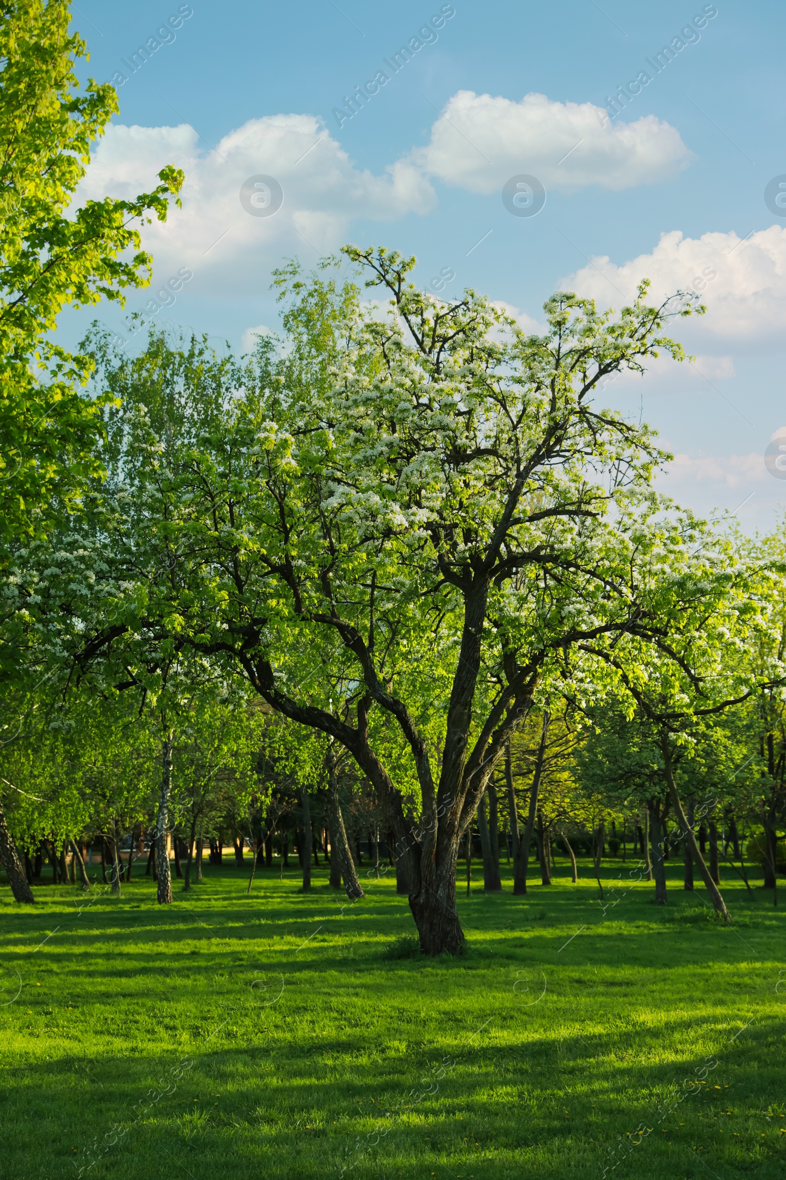 Photo of Beautiful trees with green leaves in park on sunny day