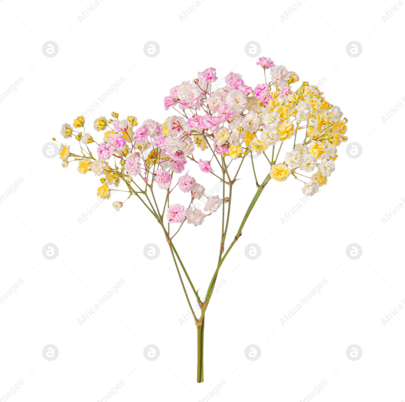 Photo of Beautiful colorful gypsophila flowers on white background