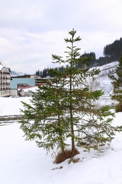 Photo of Fir trees and snow on ground outdoors