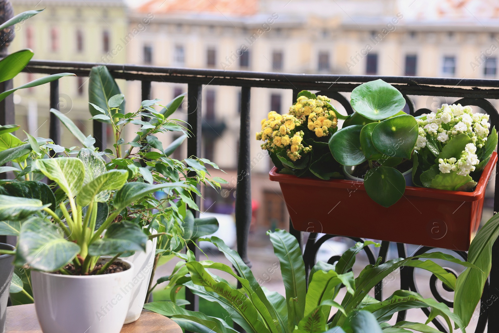 Photo of Many different beautiful plants in pots on balcony