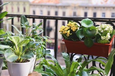 Photo of Many different beautiful plants in pots on balcony