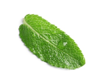 Fresh green mint leaf on white background